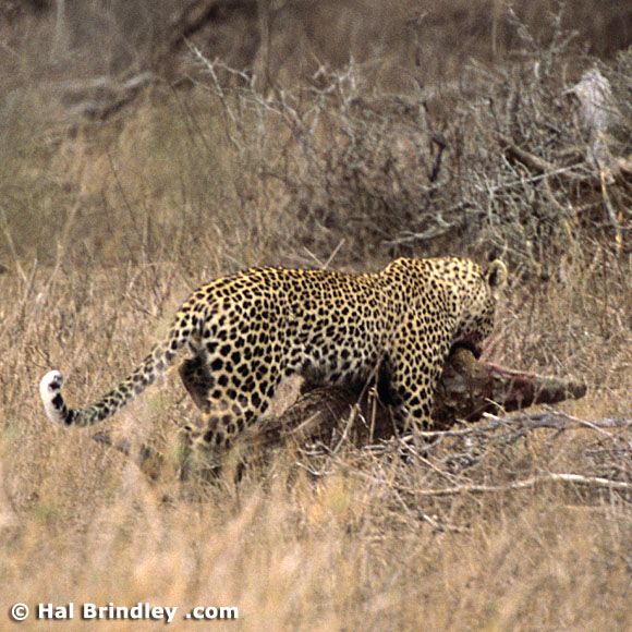 Great Fight - Leopard VS crocodile. Full version (34 pics + 1 video)