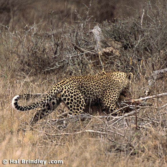 Great Fight - Leopard VS crocodile. Full version (34 pics + 1 video)