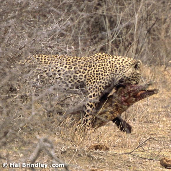 Great Fight - Leopard VS crocodile. Full version (34 pics + 1 video)