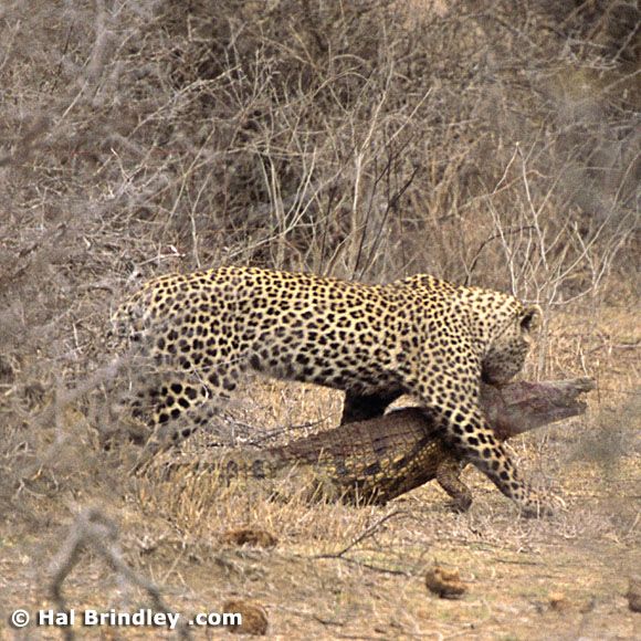 Great Fight - Leopard VS crocodile. Full version (34 pics + 1 video)