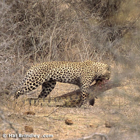 Great Fight - Leopard VS crocodile. Full version (34 pics + 1 video)