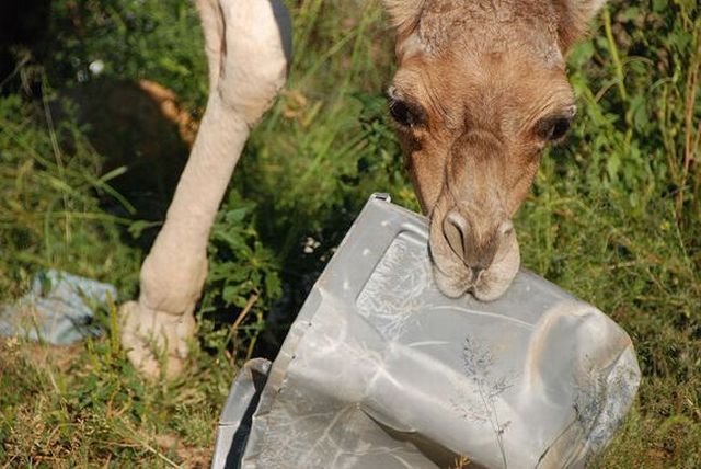 The funniest camel in the world  22 pics