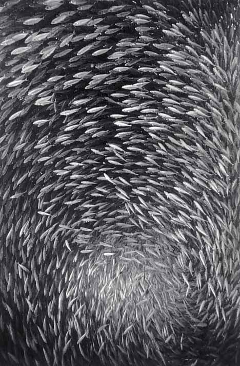Fish shoal. Great pictures (10 photos)