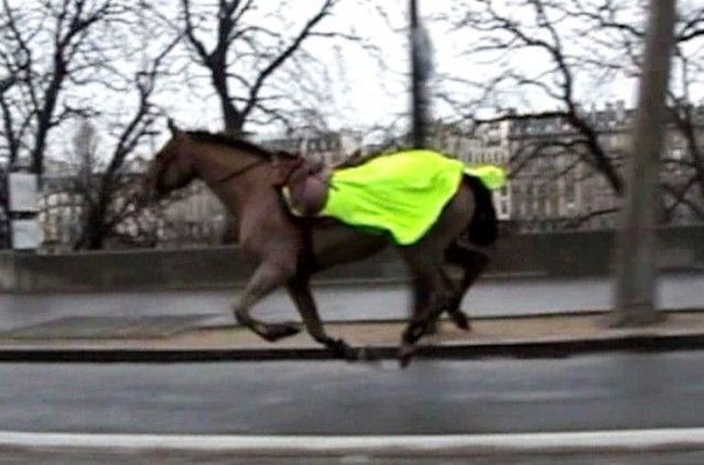 Horse runs through Paris (3 pics + 1 video)