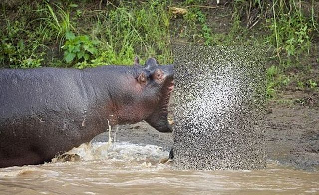 Hippopotamus attacks (2 pics)