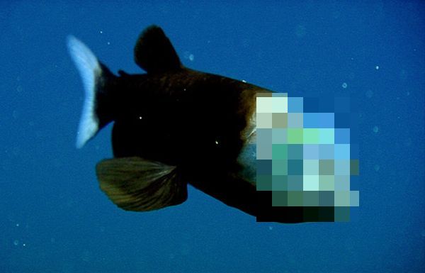Fish with a transparent head (10 pics +1 video)