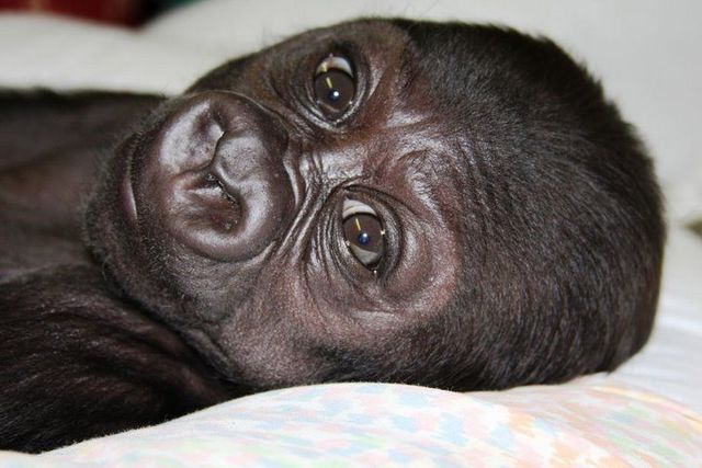 Positive emotion of the day  Baby Gorilla  22 pics