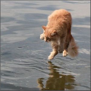Who said that cats didn’t like water? (16 photos)