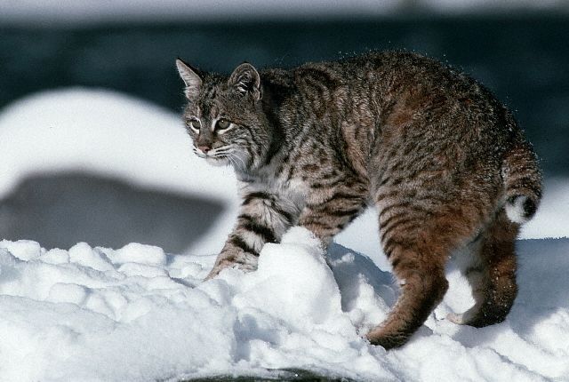Hunting lynx (12 pics)