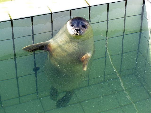 Dancing seal (5 pics)
