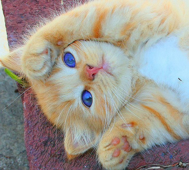 Animals are so cute  77 pics