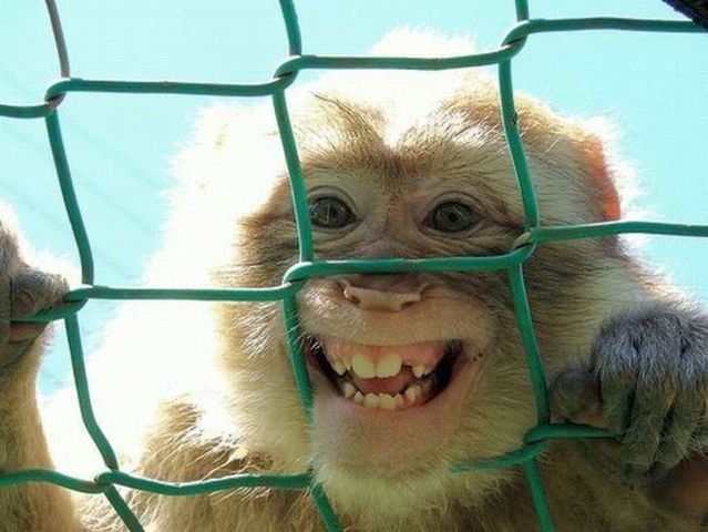 Animals are so cute (77 pics)