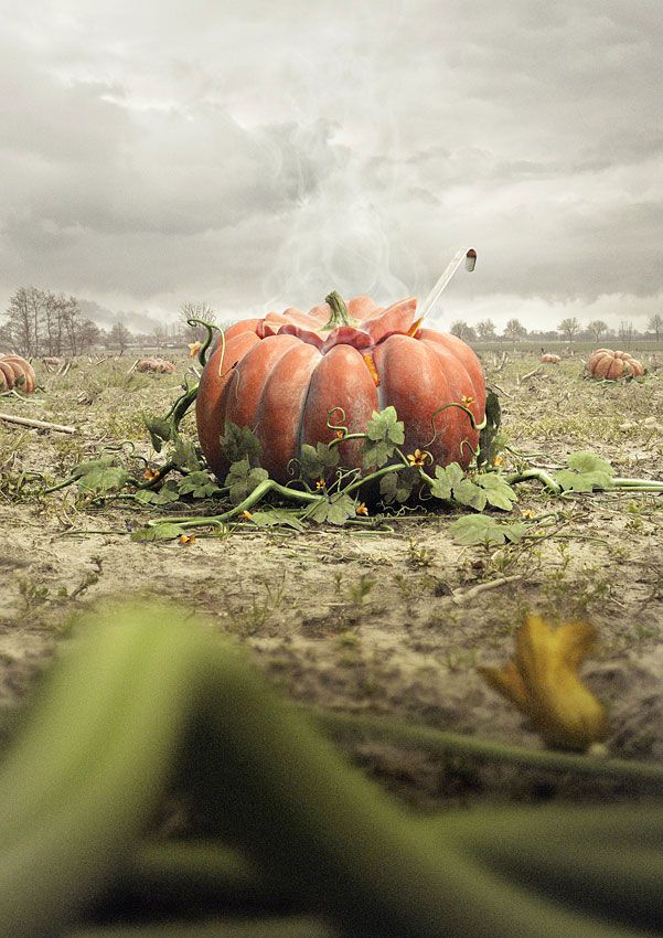 Brilliant advertiser (91 pics)