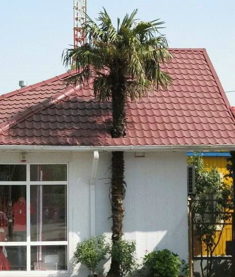 Collection of pictures with human stupidity (53 pics)