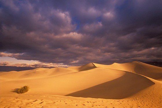 Life in the desert (50 photos)