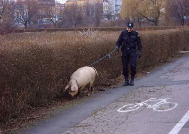 A little bit of humor (69 pics)