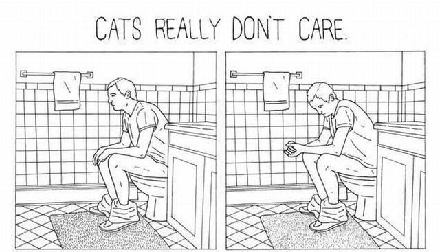 Cats really don’t care (5 pics)