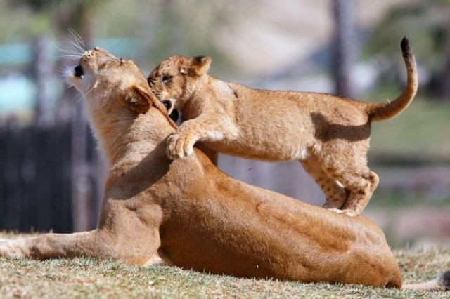 Beautiful wild cat family (17 pics)