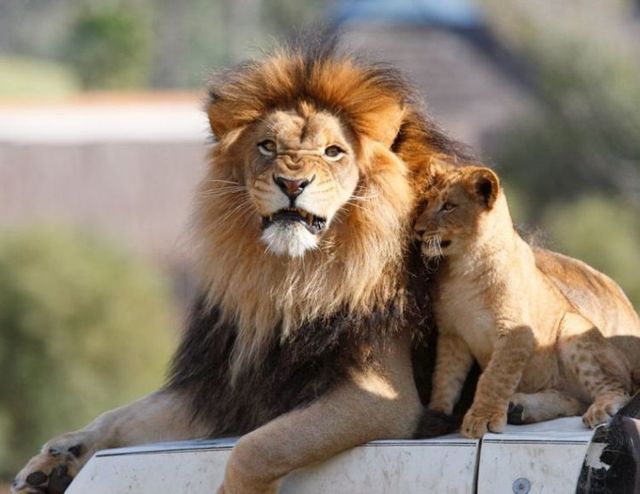 Beautiful wild cat family (17 pics)
