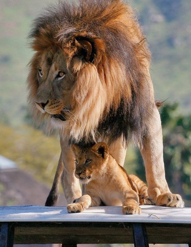 Beautiful wild cat family (17 pics)