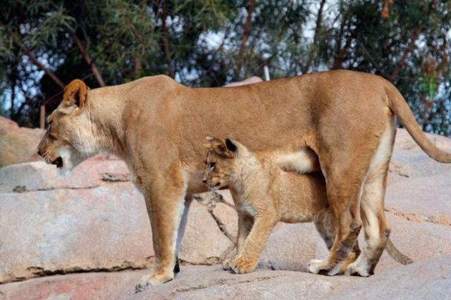Beautiful wild cat family (17 pics)