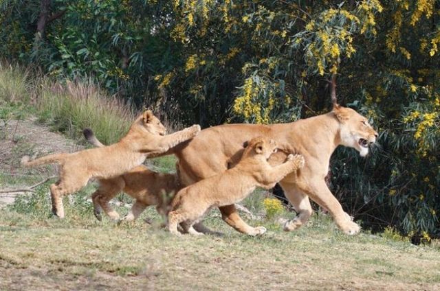 Beautiful wild cat family (17 pics)