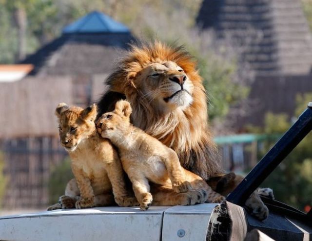 Beautiful wild cat family (17 pics)