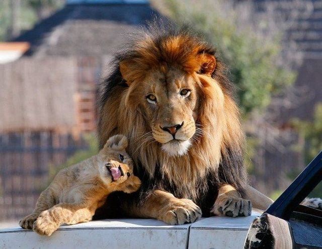 Beautiful wild cat family (17 pics)