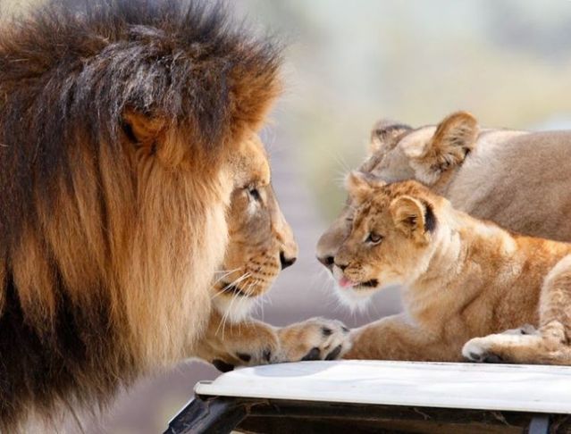 Beautiful wild cat family (17 pics)