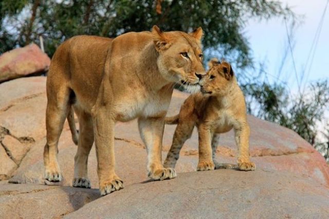 Beautiful wild cat family (17 pics)