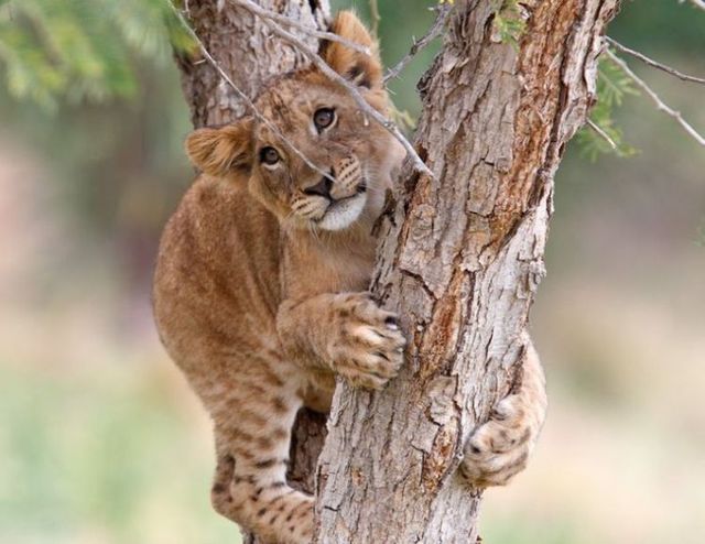 Beautiful wild cat family (17 pics)