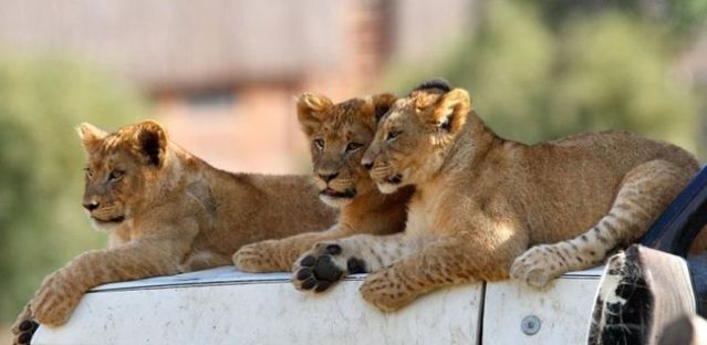 Beautiful wild cat family (17 pics)