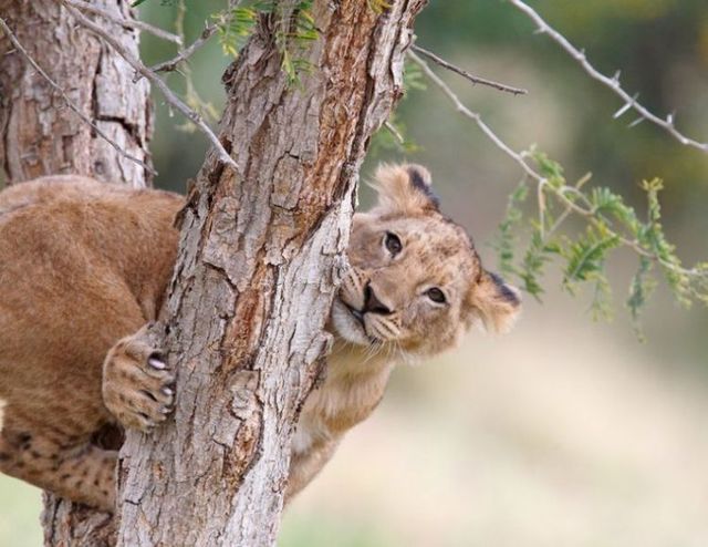 Beautiful wild cat family (17 pics)