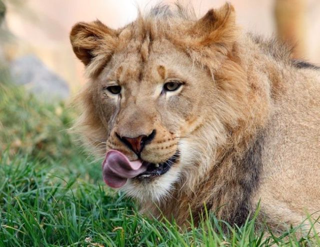 Beautiful wild cat family (17 pics)