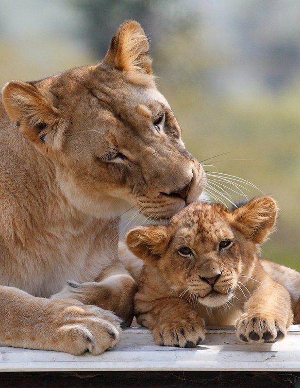 Beautiful wild cat family (17 pics)