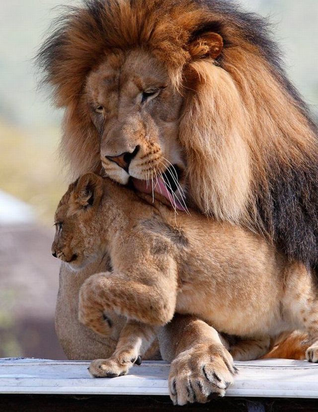 Beautiful wild cat family (17 pics)