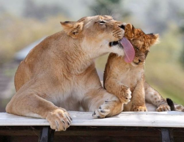 Beautiful wild cat family (17 pics)