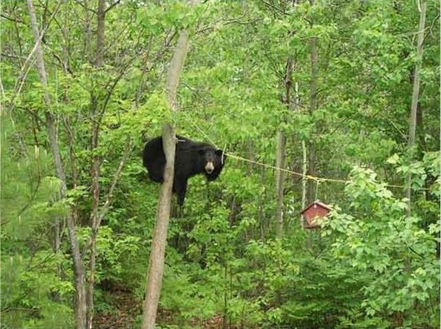 Little adventure of a bear (4 pics)