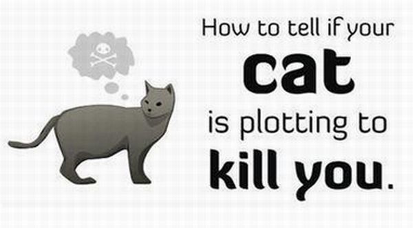 How to tell if your cat is plotting to kill you