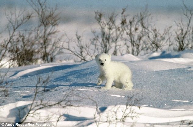 First steps of polar baby bears (6 photos)