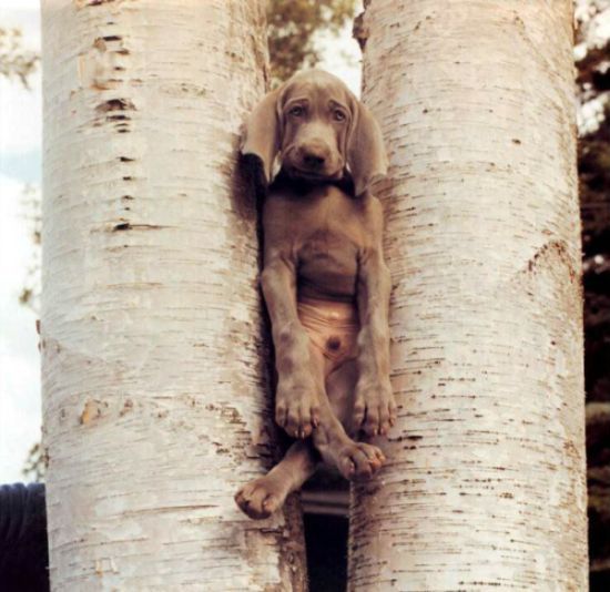 William Wegman and his dogs (42 pics)