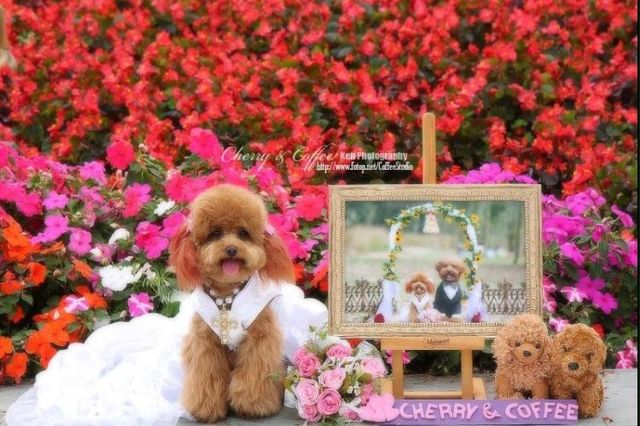 Wedding – it’s so beautiful!!! (19 pics)