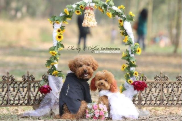 Wedding – it’s so beautiful!!! (19 pics)