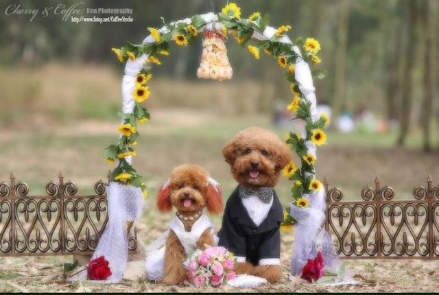 Wedding – it’s so beautiful!!! (19 pics)