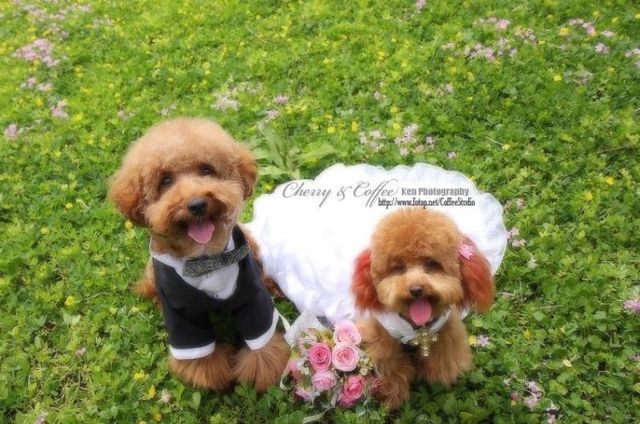 Wedding – it’s so beautiful!!! (19 pics)