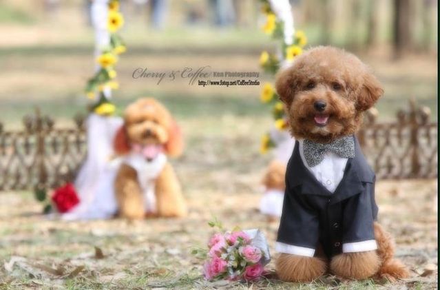 Wedding – it’s so beautiful!!! (19 pics)