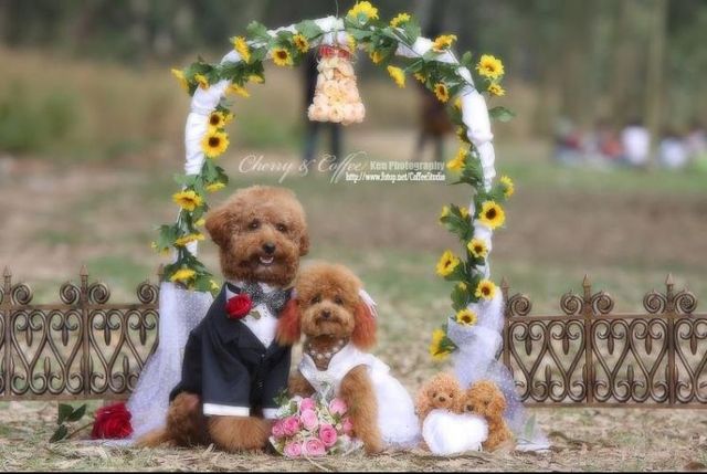 Wedding – it’s so beautiful!!! (19 pics)