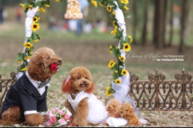 Wedding – it’s so beautiful!!! (19 pics)