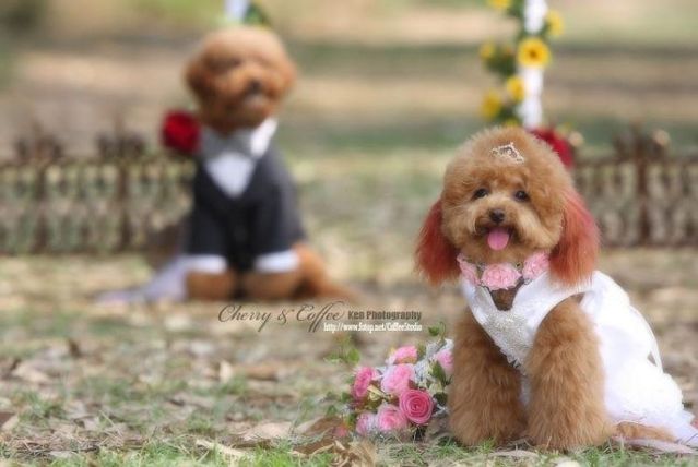 Wedding – it’s so beautiful!!! (19 pics)