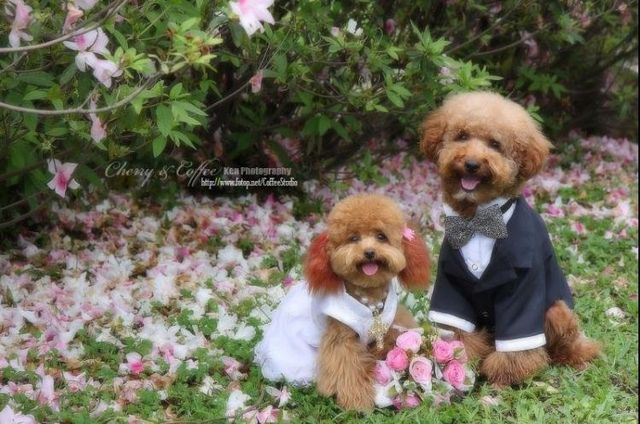 Wedding – it’s so beautiful!!! (19 pics)